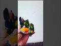 lovely sun conure chick #sunconure #parrot