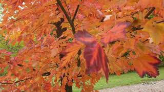 Acer rubrum 'Red Sunset' javor červený