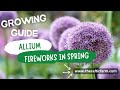 How to Grow Stunning Alliums: Expert Tips for Gorgeous Blooms &amp; Big Harvests