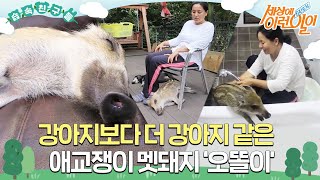 [#습속친구들] 강아지보다 더 강아지 같은 애교쟁이 멧돼지 ‘오똘이’ #순간포착세상에이런일이 #WhatonEarth #SBSstory