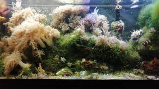 видео: Частые ошибки при запуске морского аквариума. картинка: Частые ошибки при запуске морского аквариума.