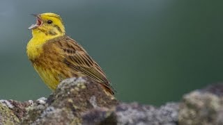 Yellow hammer call