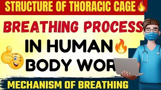 Mechanism Of Breathing👍 | Most Important Topic Of Biology For NEET Aspirant🔥 | NEET 2022