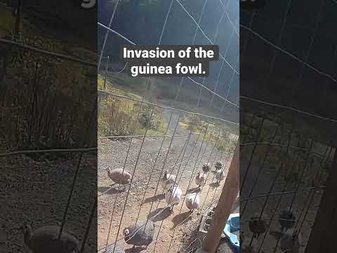 Farm surveillance. Free