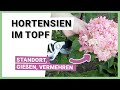 Was Sie über die Haltung und Pflege von Hortensien im Topf wissen sollten