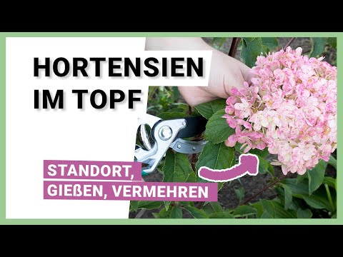 Video: Können Hortensien in Töpfen wachsen: Erfahren Sie mehr über Container-Hortensienpflanzen