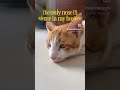 #youtubeshorts #subscribe #cutecat #kitten #love #youtube