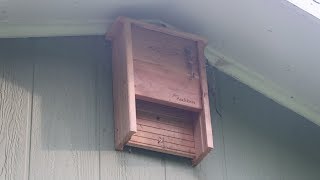 Bat House Update  Natural Mosquito Repellent by Kul Farm 45,308 views 4 years ago 1 minute, 54 seconds
