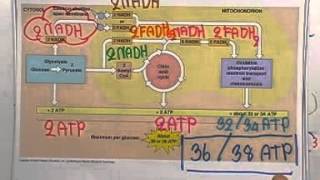 ormBio 129 : การสลายอาหารระดับเซลล์ ,ตอน04