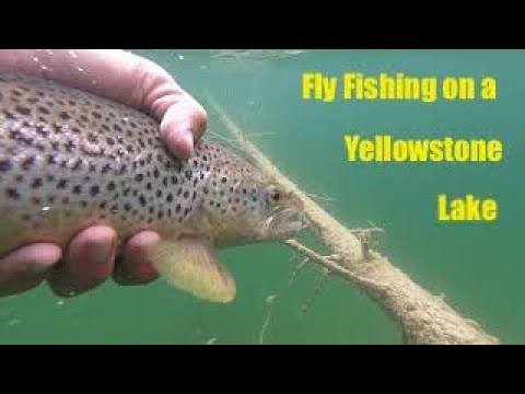 Fly Fishing A Yellowstone Lake (with Streamers)