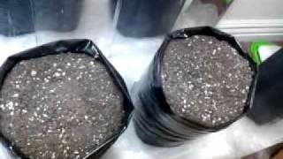 CFL Indoor grow, Wut Not to do 7