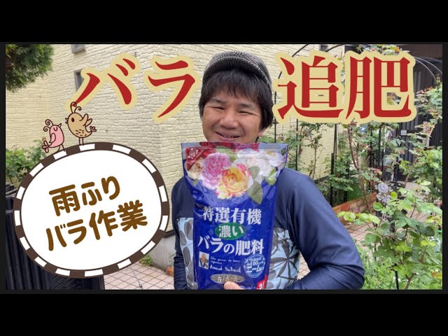 バラの追肥 あげました の巻き Youtube バラの追肥 あげました の巻き Youtube