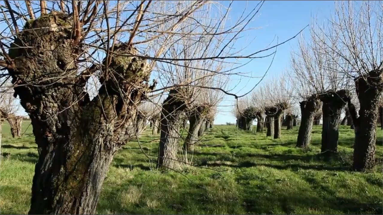 Projet d'agroforesterie et trognes en Loire Atlantique, Gers, Eure, Yonne, Lot, Ille et Vilaine...