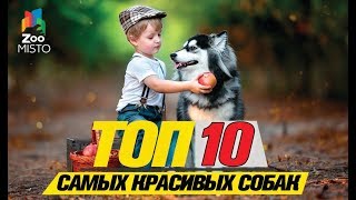 Топ 10 самых красивых собак\Top 10 Most Beautiful Dogs