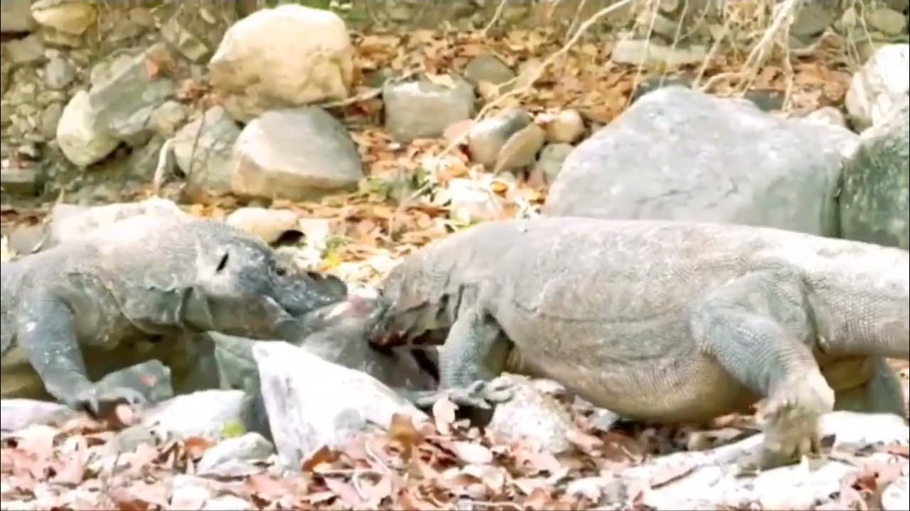 Komodo Dragons Catch and Swallow Wild Boars Alive - YouTube