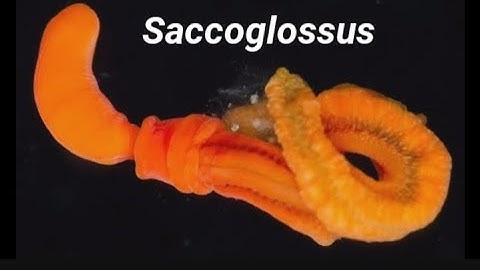Saccoglossus || Classification || Habit and habitat || Structure || Geographical distribution