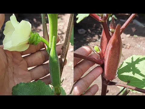 Cara Menanam Okra Hijau dan Okra Merah dari Biji Hingga Berbuah di