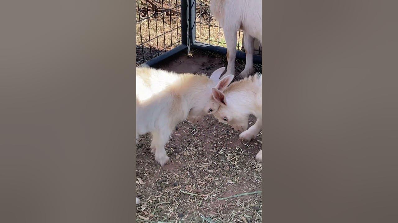 Adorable Baby Goats' HeadButting Battle! 🐐💥 shorts YouTube