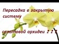 Пересаживаем в закрытую систему салатовую орхидею