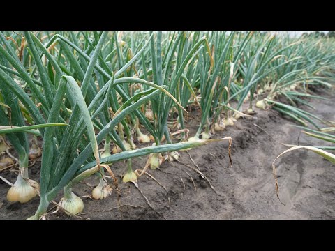 Wideo: Uprawa Cebuli Wielopoziomowej