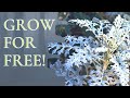 Taking Dusty Miller (Cineraria) Cuttings| propagation| Free plants| growing naturally!