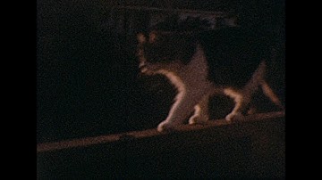 Found 1960s 8mm Film - Poorly Exposed Ambient Cat