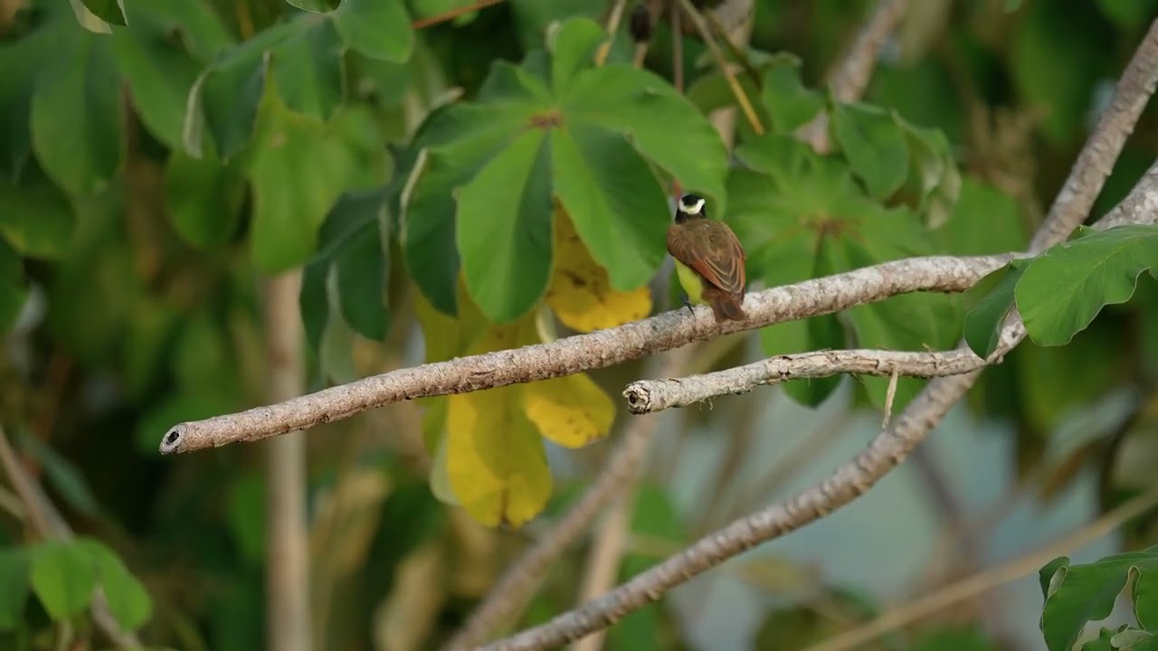 Great Kiskadee