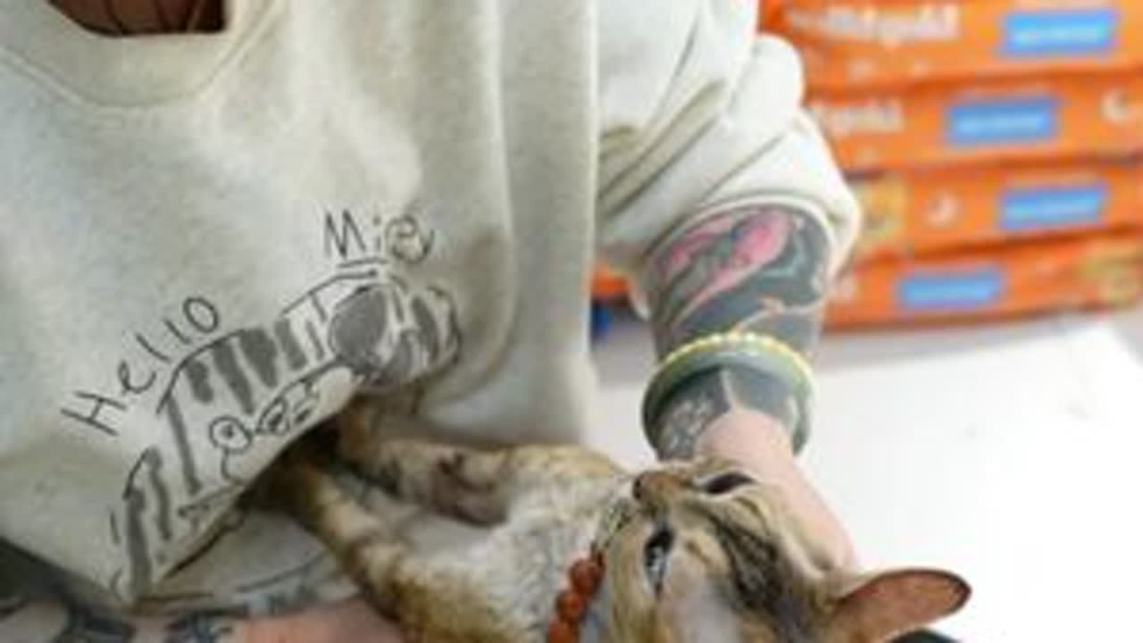 Xxin德文猫舍|和我的小猫在一起的每一天 大家好我是你的德文饲养员小鑫呀~ #德文卷毛猫 #德文卷毛猫繁育人 #德文猫舍 #小猫咪是看不腻的 #小猫咪能有什么坏心思它只想被爱