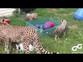 Why Leopards Are The Coolest Animals