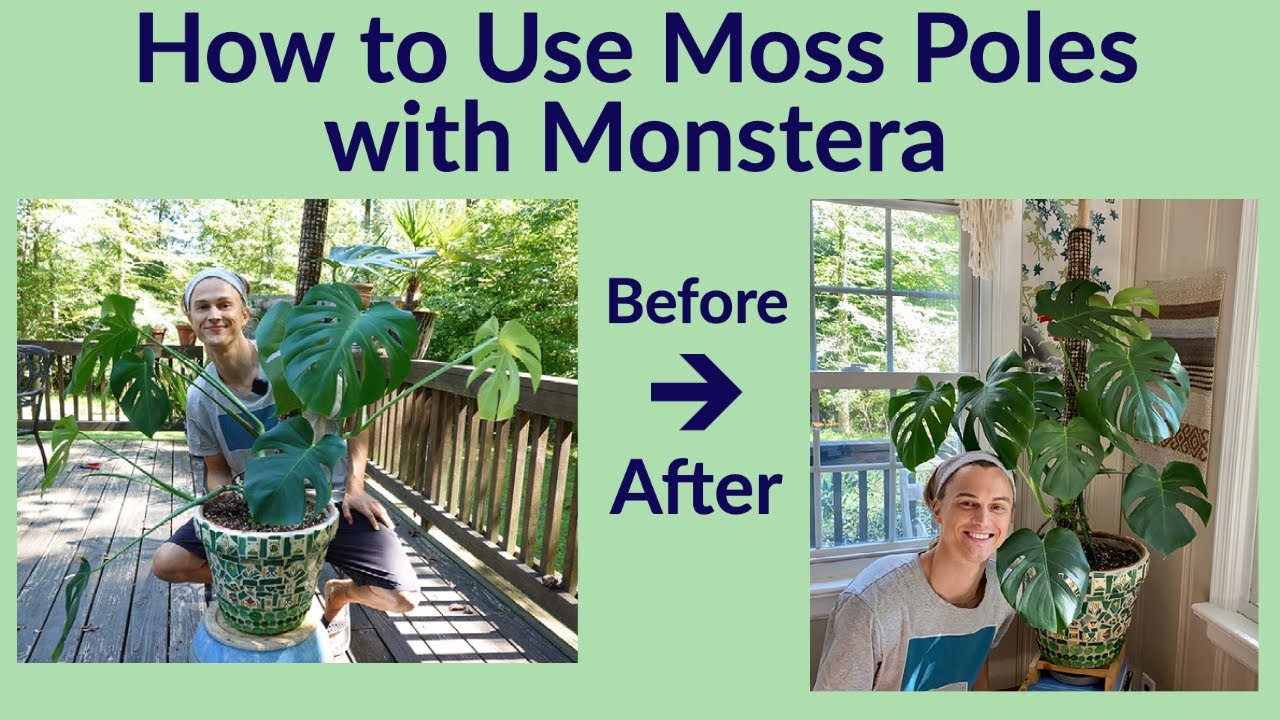 Do You Need a Moss Pole for a Monstera?