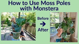 Moss Poles & Monstera deliciosa  How to Use them (2023)