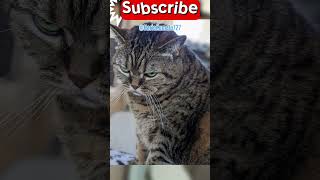 playing with danger #funny #cats #failgag #hilariousfails