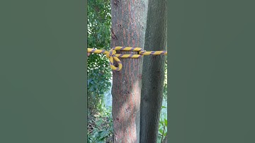 Knot Never Fails Ever