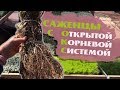 ПИТОМНИК РАСТЕНИЙ. САЖЕНЦЫ С ОТКРЫТОЙ КОРНЕВОЙ СИСТЕМОЙ