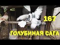 Перемены в нашей голубиной семье - Голубиная сага - Серия 167