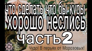 что сделать что бы куры неслись?// И что не делать что бы не разочароваться что сделать что бы куры неслись?// И что не делать что бы не разочароваться