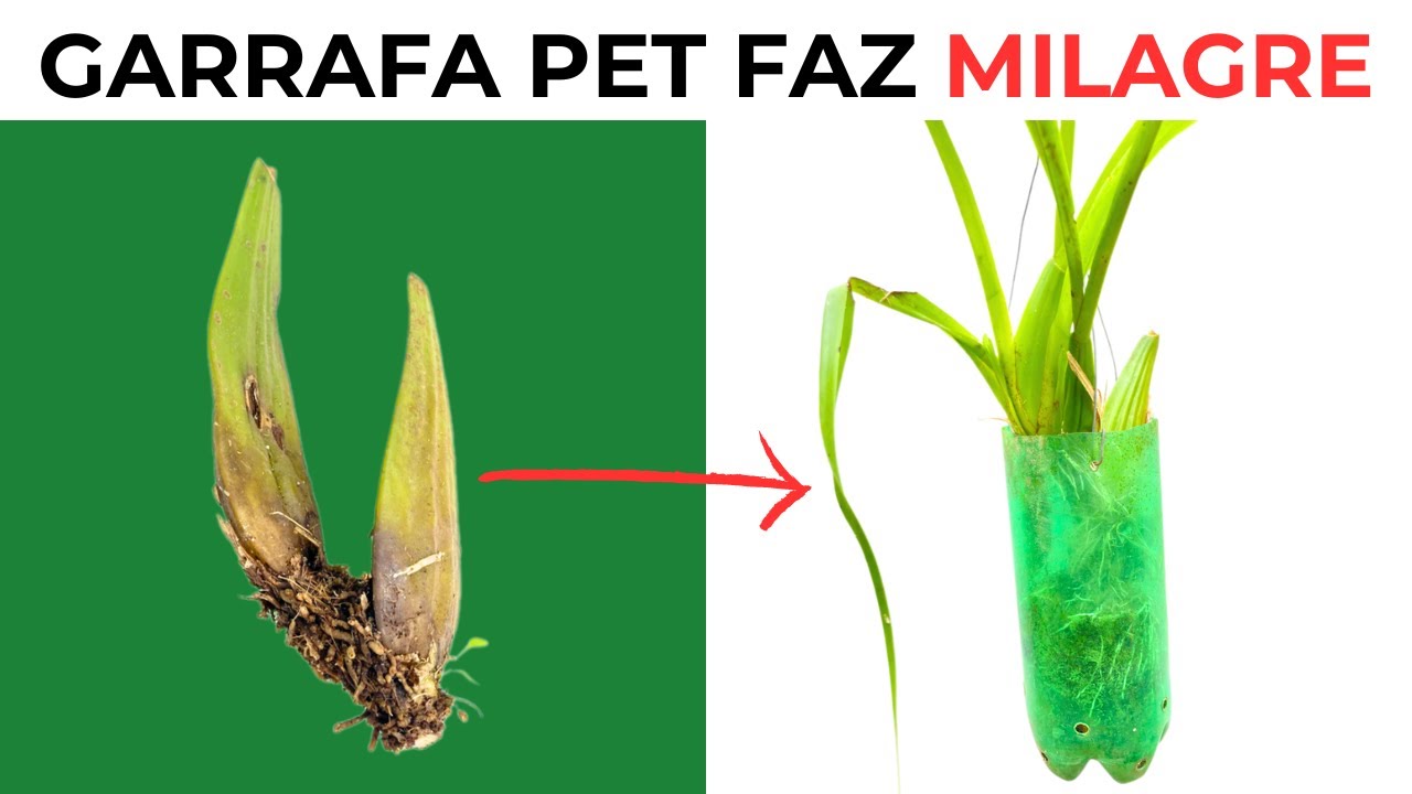 Como RECUPERAR uma  orquídea doente /  Acelerar brotação e enraizamento - Masuji Kayasima