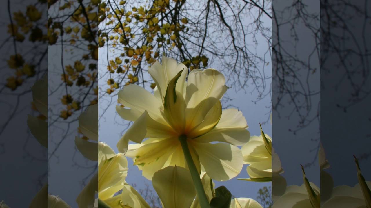 poldertuin Anna Pauwlona 2013