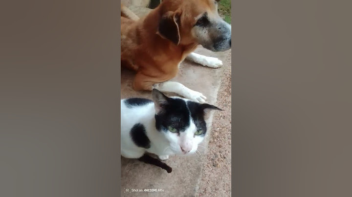 බලන්නකෝ ඒ දෙන්නගේ ආදරණීය යාළුකම 🐕🐈
