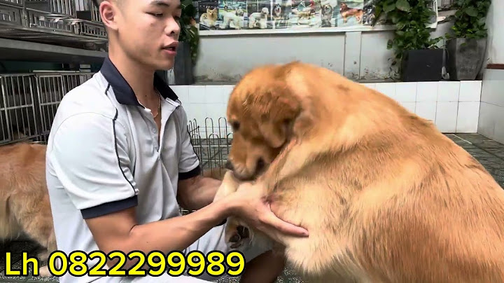 Chó golden retriever con giá bao nhiêu năm 2024