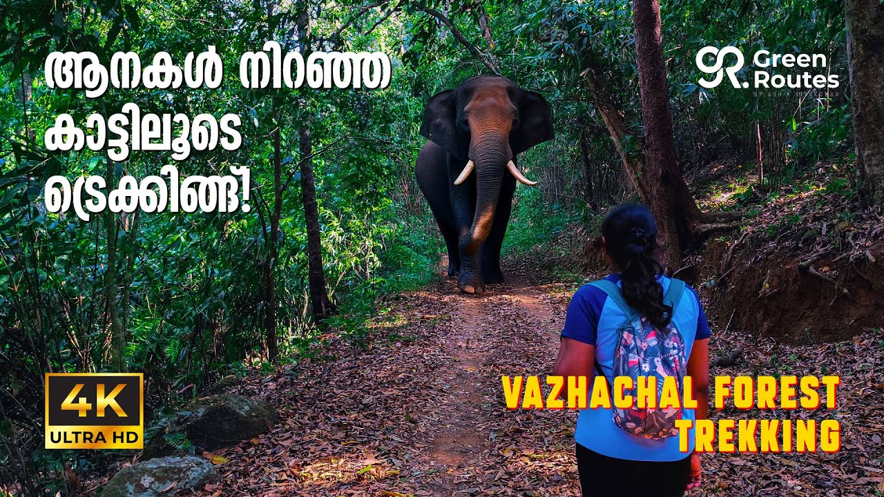 ആനകളുടെ വിഹാരകേന്ദ്രമായ വാഴച്ചാൽ കാട്ടിലൂടെ ട്രെക്കിങ്ങ് | Vazhachal Forest Trekking