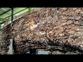 Really burns the soul ! Wood soaked for 12 years, fate turns 180 degrees