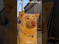My Friends Dog vs My Dog🐶🤣01