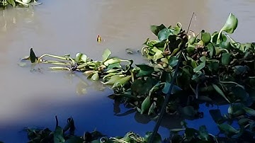 CÂU CÁ THIÊN NHIÊN||ĐIỂM CÂU NÀY CÁ ỤC NHƯ CƠM SÔI||FISHING