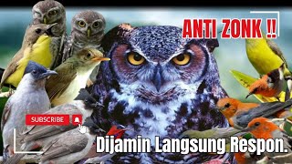 Suara Pikat Burung Kecil‼️Kombinasi Kutilang Ribut Prenjak Stater & Sogon Terancam.