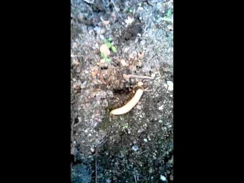 Муравьи черви. Белые черви в выгребной яме. Черви для муравьёв. Фото муравьиного червяка.