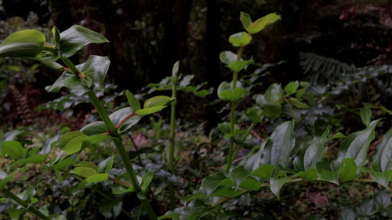 Tutu Poisonous New Zealands Deadliest Wild Plant YouTube tutu-poisonous-new-zealands-deadliest-wild-plant-youtube