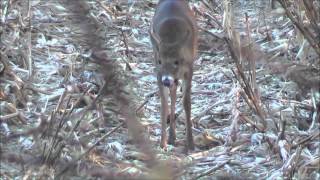 Freak Nasty Little buck i videoed last November in Illinois