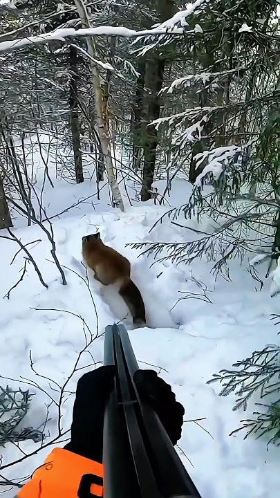 Red Fox Hunting in Snow #wildlife #deerhunting #hunting #animals #fox #foxhunting