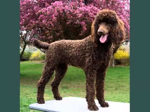 standard poodle dog breeds